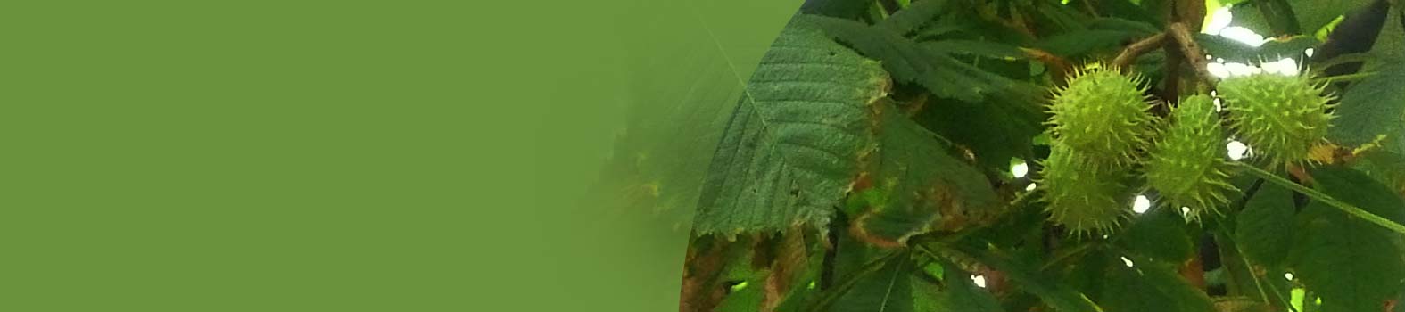 Le piante medicinali: base di estrazione di molti farmaci